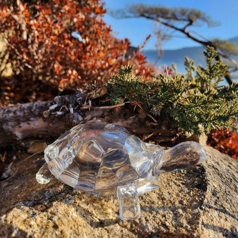 돈거북 개업선물 재물운 생기 풍수 영롱한 투명 거북이